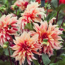 Dahlia décoratifs Labyrinth - Des fleurs XXL tout l'été