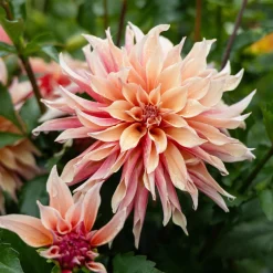 Dahlia décoratifs Labyrinth - Des fleurs XXL tout l'été
