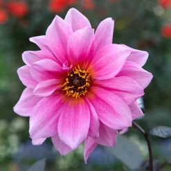 Dahlia Fascination - Le rose qui illumine l'été