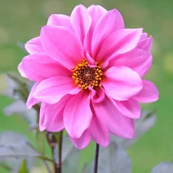 Dahlia Fascination - Le rose qui illumine l'été