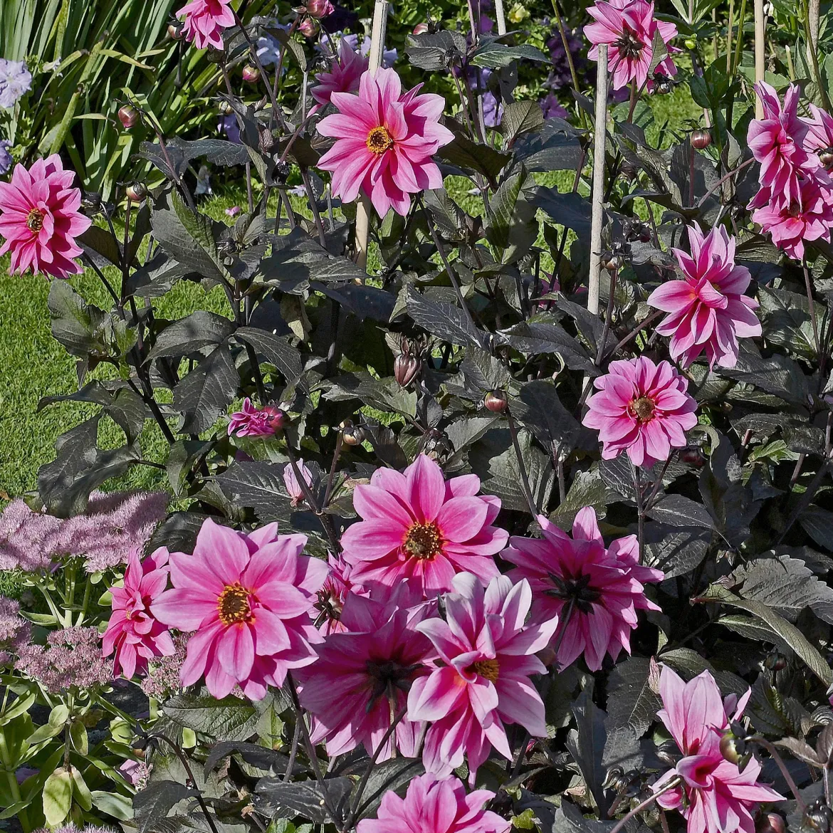 Dahlia Fascination - Le rose qui illumine l'été