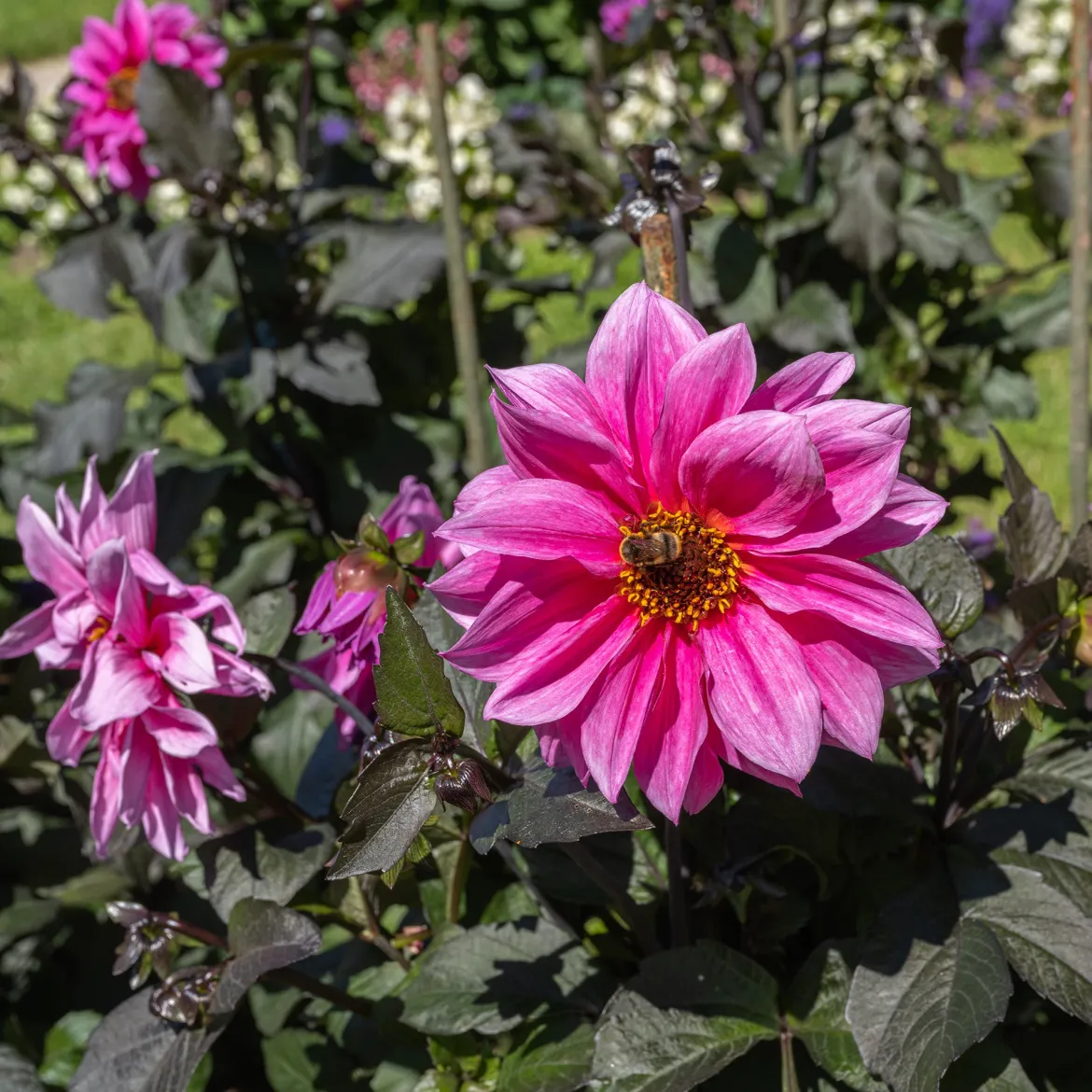 Dahlia Fascination - Le rose qui illumine l'été