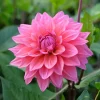 Dahlia Feline Yvonne - Des bouquets tout l'été