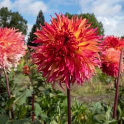 Dahlia Fubuki Myrtle's Folly - Fleurs XXL tout l'été