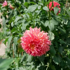 Dahlia Fubuki Myrtle's Folly - Fleurs XXL tout l'été