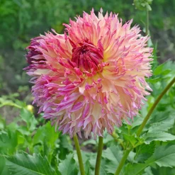 Dahlia Fubuki Myrtle's Folly - Fleurs XXL tout l'été