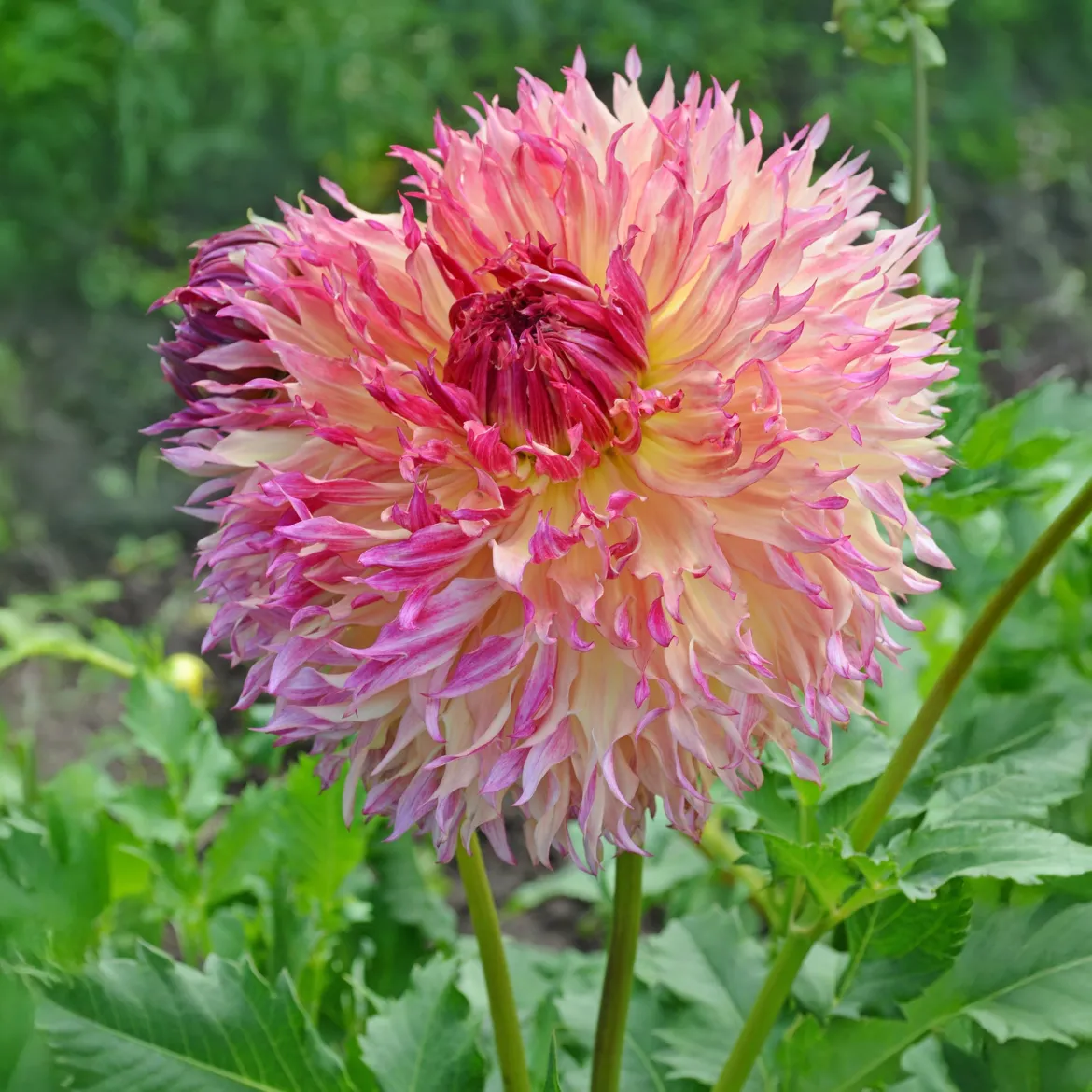 Dahlia Fubuki Myrtle's Folly - Fleurs XXL tout l'été