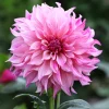 Dahlia géant Café au lait Rose - Des fleurs XXL tout l'été