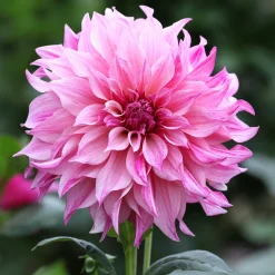 Dahlia géant Café au lait Rose - Des fleurs XXL tout l'été