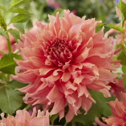 Dahlia géant Fairway Spur - Fleurs XXL tout l'été