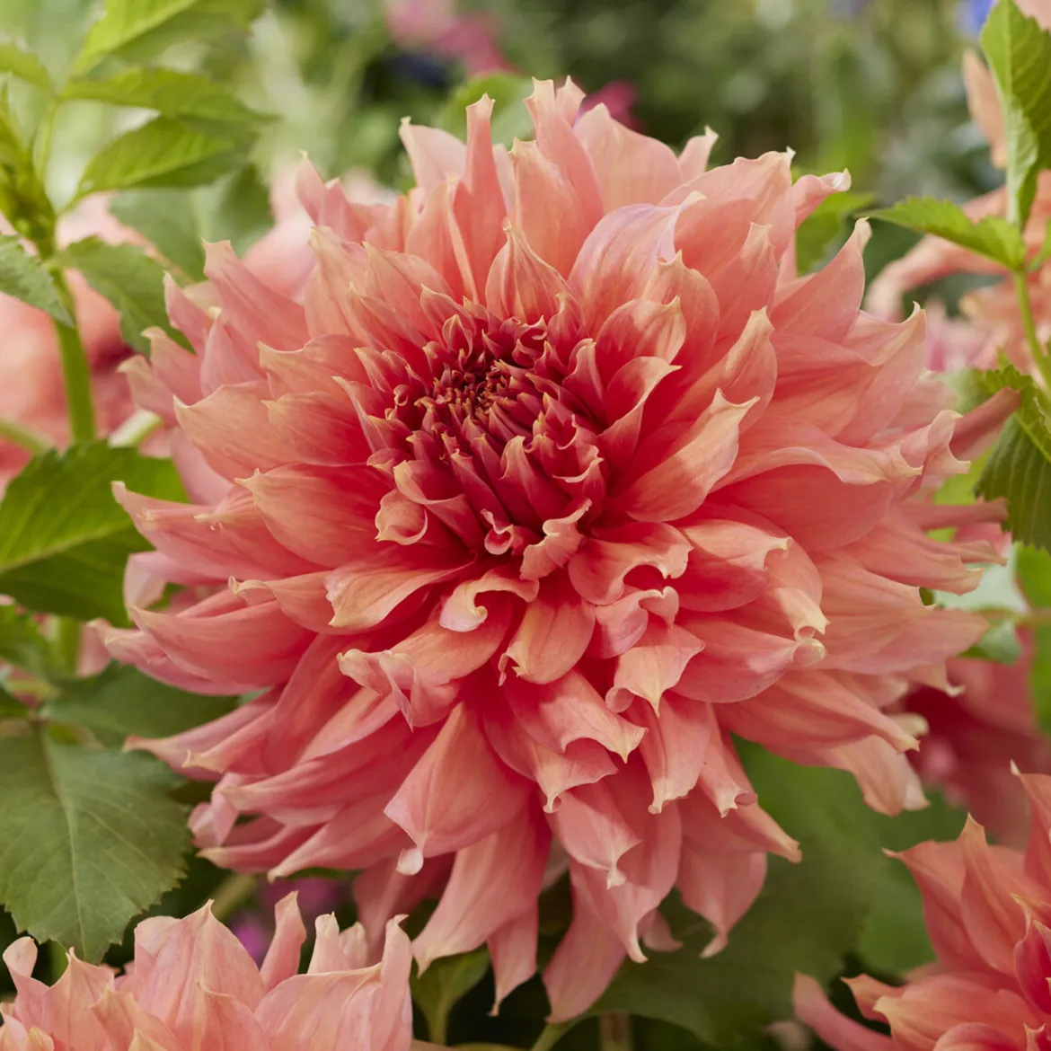Dahlia géant Fairway Spur - Fleurs XXL tout l'été