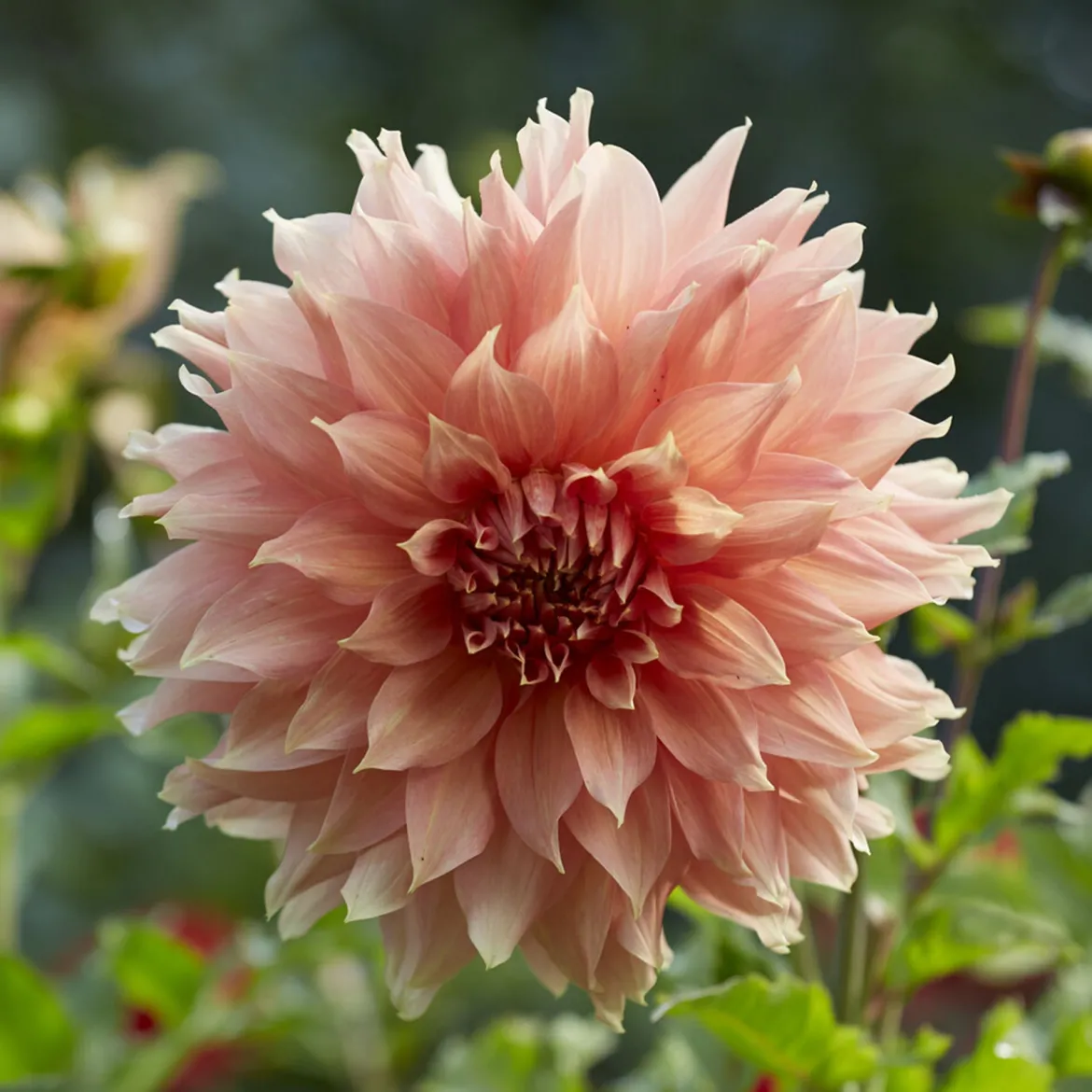 Dahlia géant Fairway Spur - Fleurs XXL tout l'été