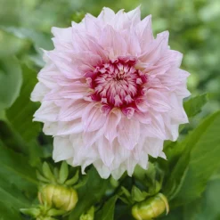 Dahlia à grandes fleurs Shiloh Noelle - Des fleurs XXL tout l'été