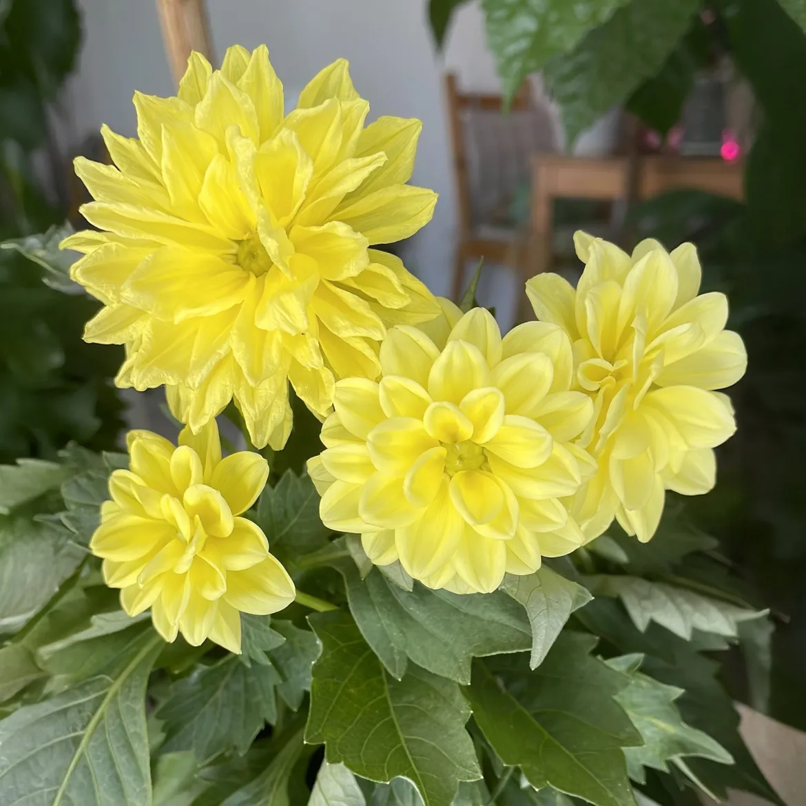 Dahlia jaune - Le jaune qui illumine tout