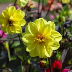Dahlia jaune - Le jaune qui illumine tout