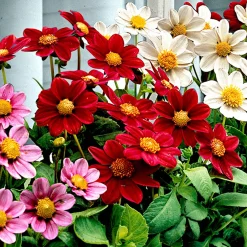 5 Dahlia miniature Topmix en mélange - Petit format, maxi floraison