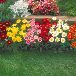 5 Dahlia miniature Topmix en mélange - Petit format, maxi floraison