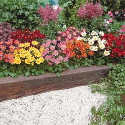 5 Dahlia miniature Topmix en mélange - Petit format, maxi floraison