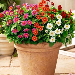 5 Dahlia miniature Topmix en mélange - Petit format, maxi floraison