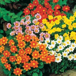 5 Dahlia miniature Topmix en mélange - Petit format, maxi floraison
