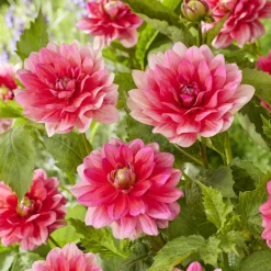 Dahlia nain Berliner Kleene - Fleurs roses tout l'été