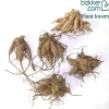 Dahlia nain décoratif en mélange - Un balcon fleuri tout l'été