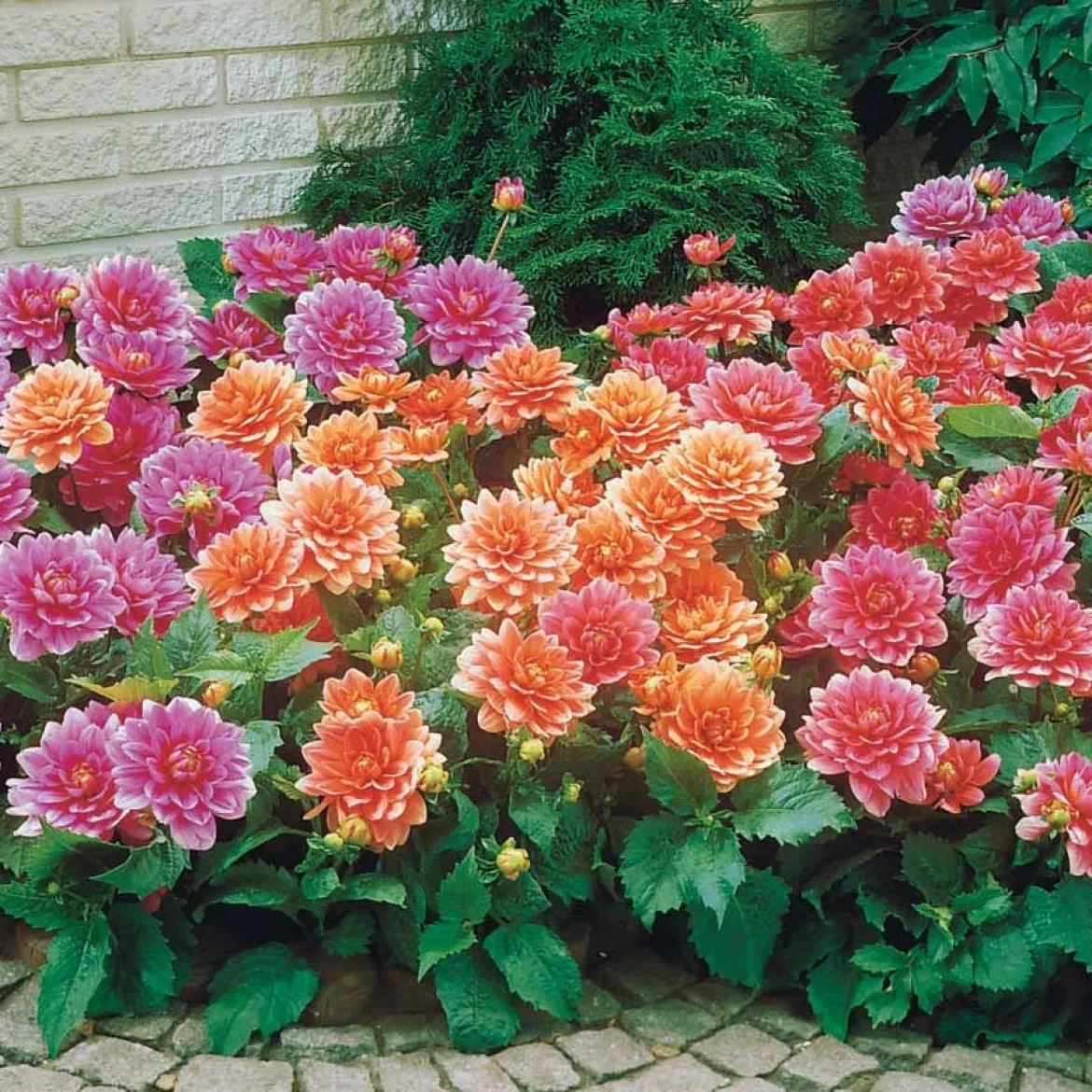 Dahlia nain décoratif en mélange - Un balcon fleuri tout l'été