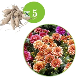 Dahlia nain décoratif en mélange - Un balcon fleuri tout l'été