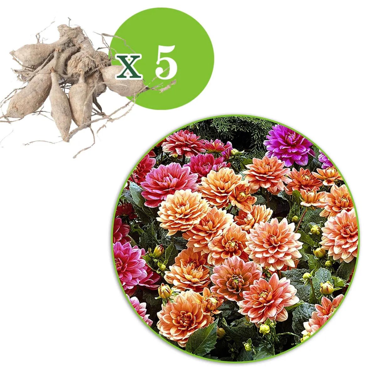 Dahlia nain décoratif en mélange - Un balcon fleuri tout l'été