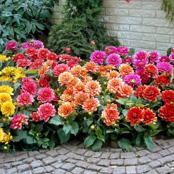 Dahlia nain décoratif en mélange - Un balcon fleuri tout l'été
