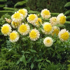 Dahlia Polka - Fleurs bicolores tout l'été