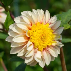 Dahlia Polka - Fleurs bicolores tout l'été