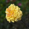 Dahlia pompon Double Jill - Des pompons jaunes tout l'été