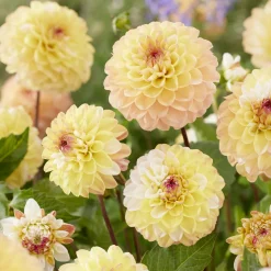 Dahlia pompon Double Jill - Des pompons jaunes tout l'été