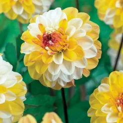 Dahlia pompon Double Jill - Des pompons jaunes tout l'été
