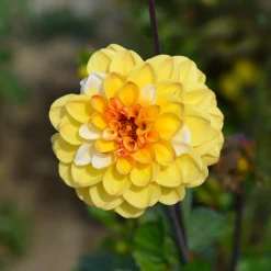 Dahlia pompon Double Jill - Des pompons jaunes tout l'été