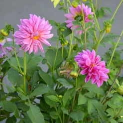 Dahlia rose - Massif de fleurs tout l'été
