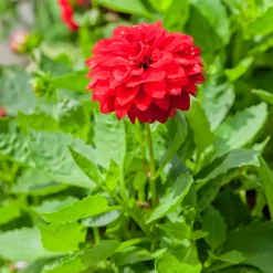 Dahlia rouge - Un été rouge sans effort