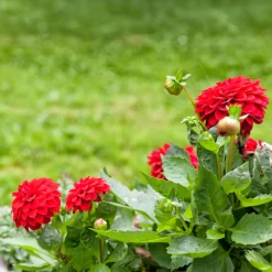 Dahlia rouge - Un été rouge sans effort