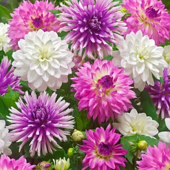5 Dahlias All Summer Long en mélange - Des fleurs tout l'été