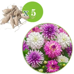 5 Dahlias All Summer Long en mélange - Des fleurs tout l'été