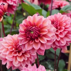 Dahlia Salmon Runner - Des bouquets saumon tout l'été