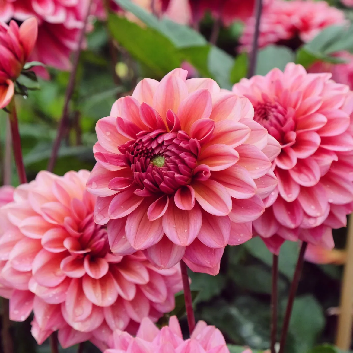 Dahlia Salmon Runner - Des bouquets saumon tout l'été