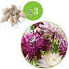 3 Dahlias Avignon et Vancouver en mélange - Des bouquets tout l'été