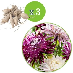3 Dahlias Avignon et Vancouver en mélange - Des bouquets tout l'été