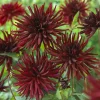 3 Dahlias cactus Black Narcissus - Le noir qui illumine
