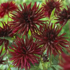 3 Dahlias cactus Black Narcissus - Le noir qui illumine