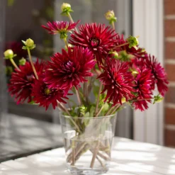 3 Dahlias cactus Black Narcissus - Le noir qui illumine