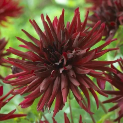 3 Dahlias cactus Black Narcissus - Le noir qui illumine