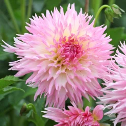 3 Dahlias cactus dentelle Nadia Ruth - Des fleurs qui font sensation